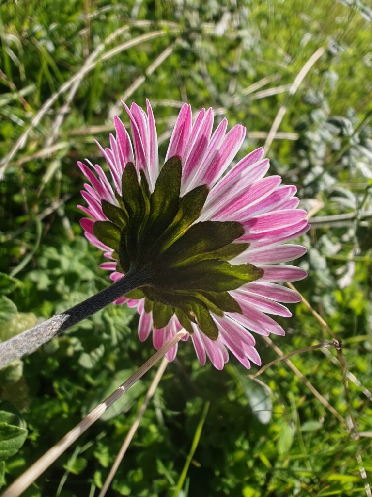 Bellis sylvestris paquerrette d automne involucre