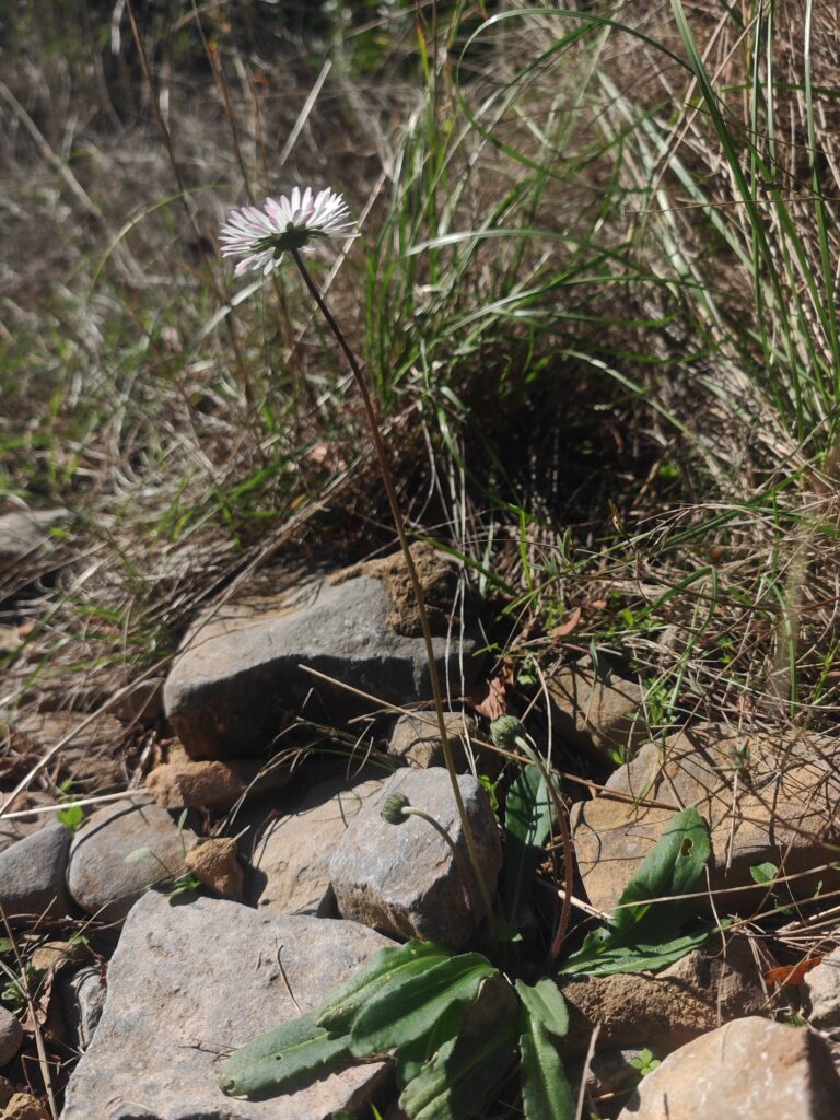 Bellis sylvestris paquerrette d automne pedoncule