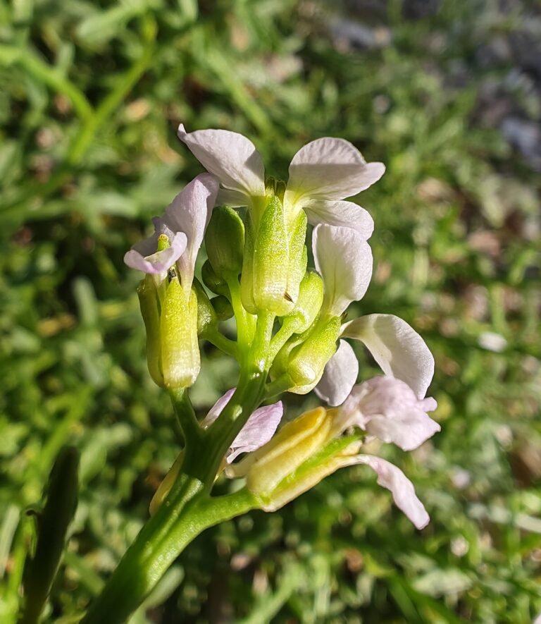 Cakile maritima cakile maritime fleurs sepales