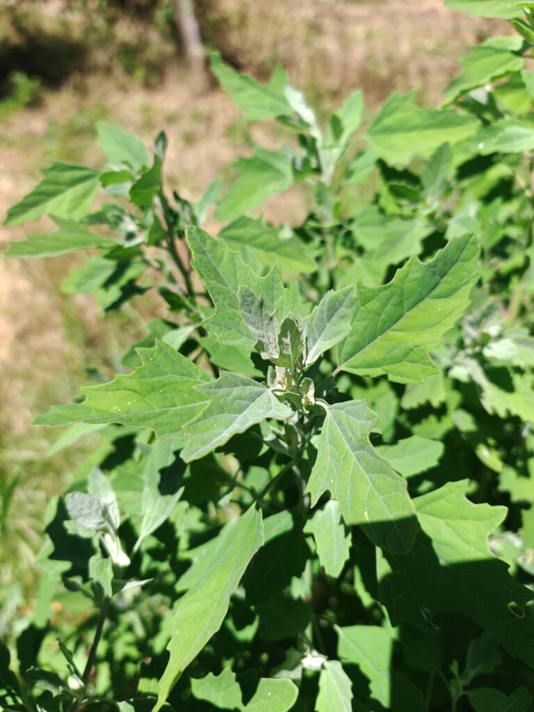 Chenopodium album chenopode blanc feuilles
