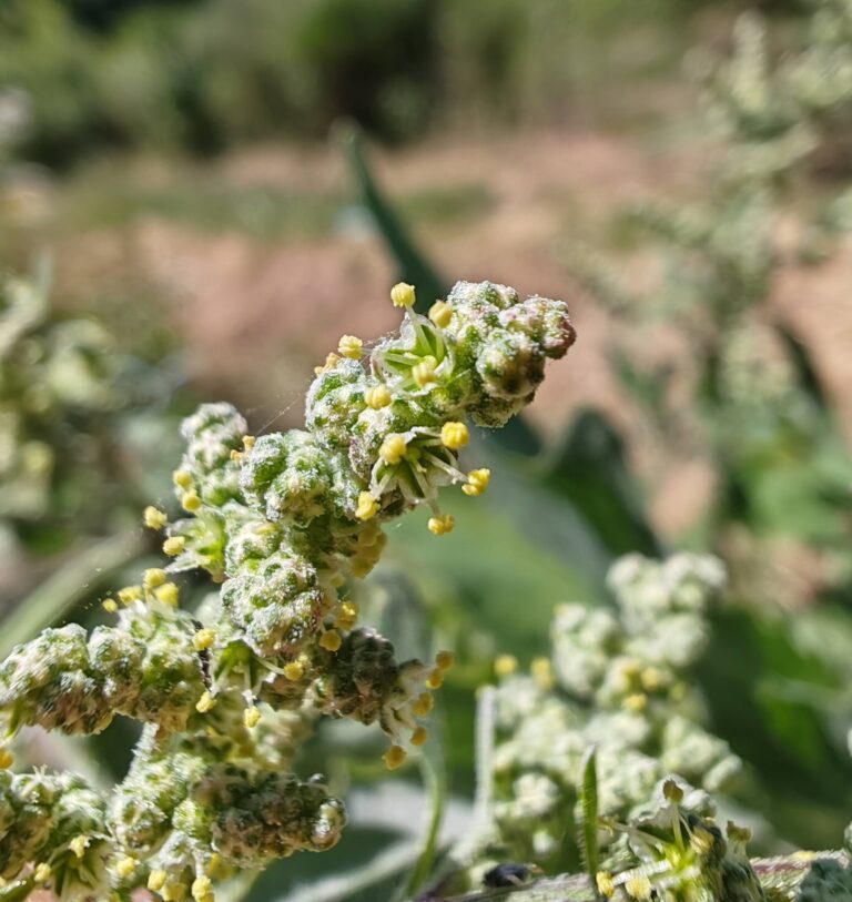 Chenopodium album chenopode blanc fleurs