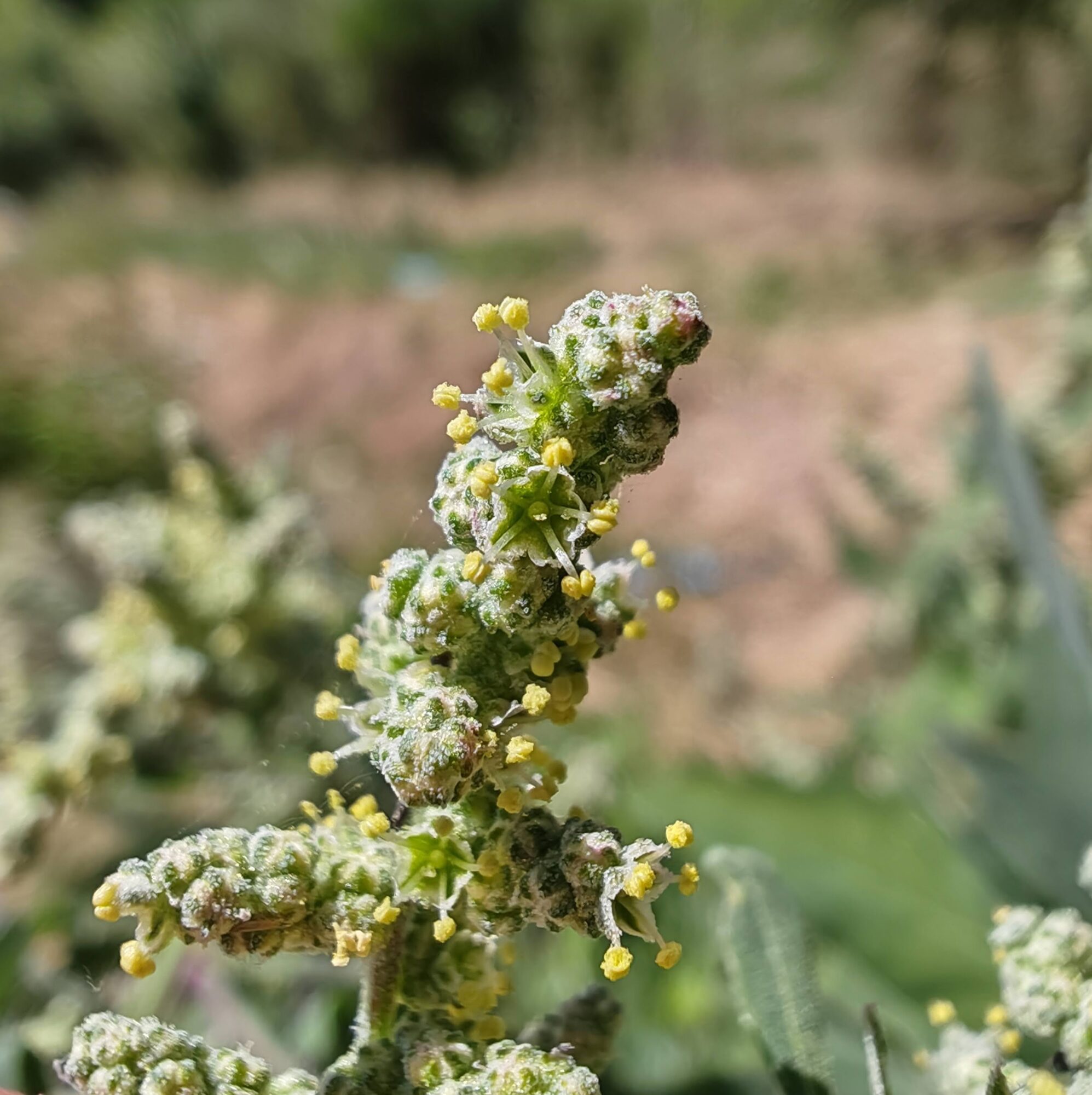 Chénopode blanc