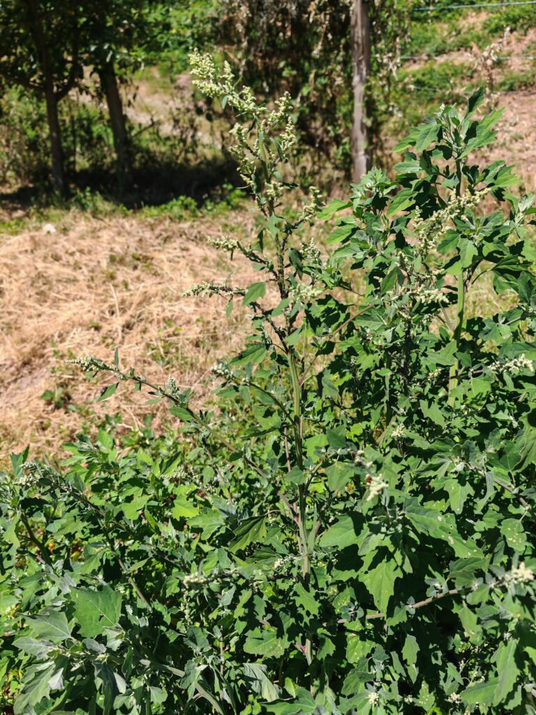 Chenopodium album chenopode blanc plante entiere
