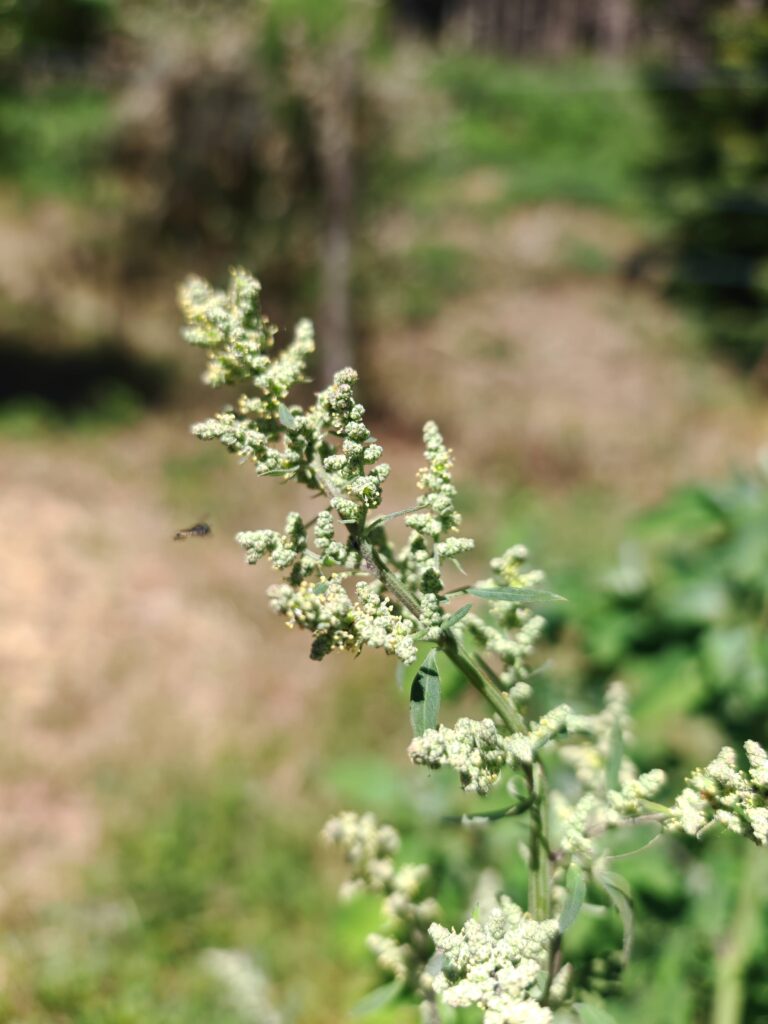 Chenopodium album chenopode blanc sommite fleurie