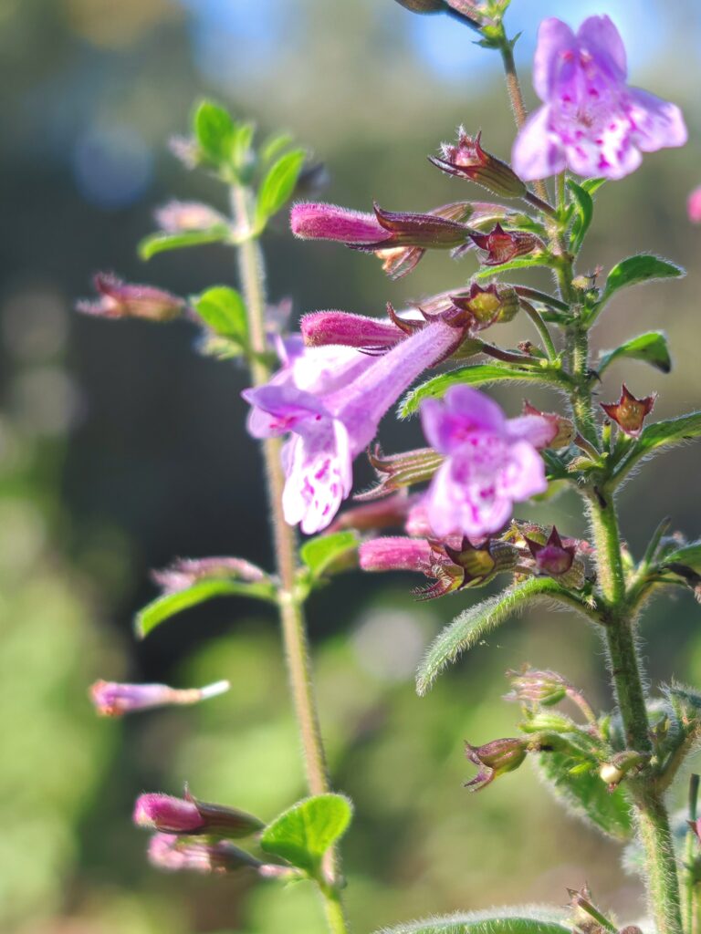Clinopodium nepeta subsp sylvaticum calament a feuilles de menthe calice