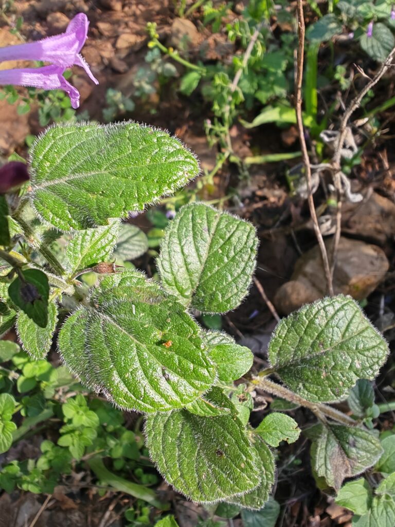 Clinopodium nepeta subsp sylvaticum calament a feuilles de menthe feuille