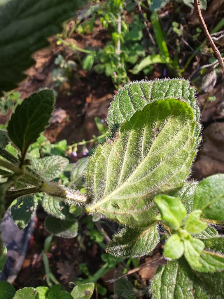 Clinopodium nepeta subsp sylvaticum calament a feuilles de menthe feuille dessous
