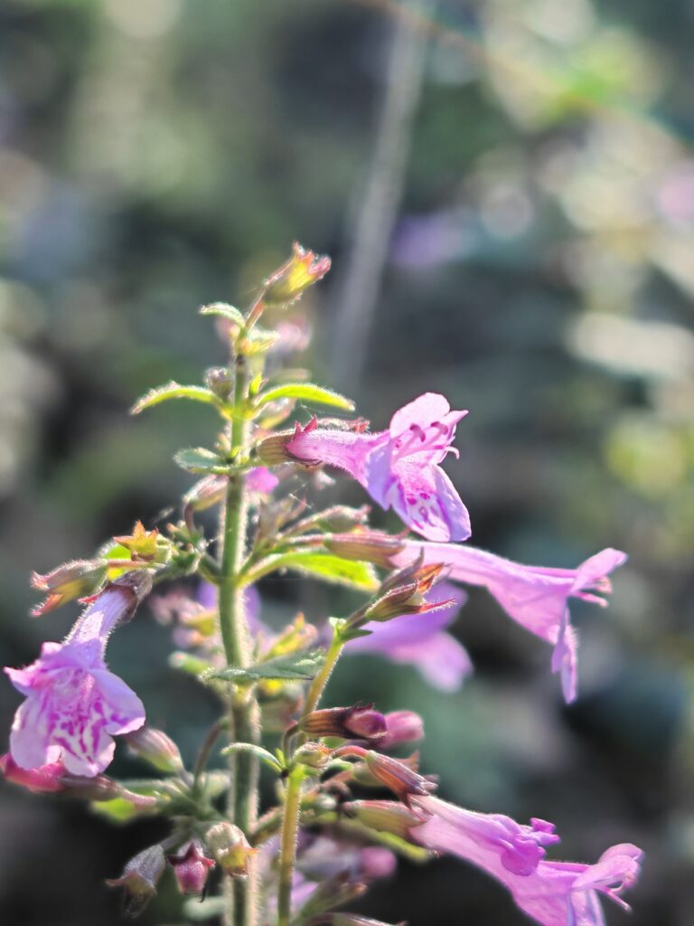 Clinopodium nepeta subsp sylvaticum calament a feuilles de menthe fleur