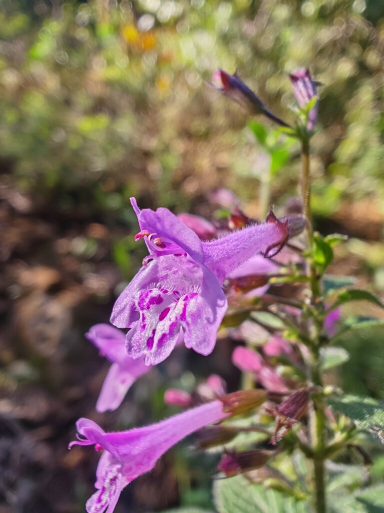 Clinopodium nepeta subsp sylvaticum calament a feuilles de menthe macro fleur