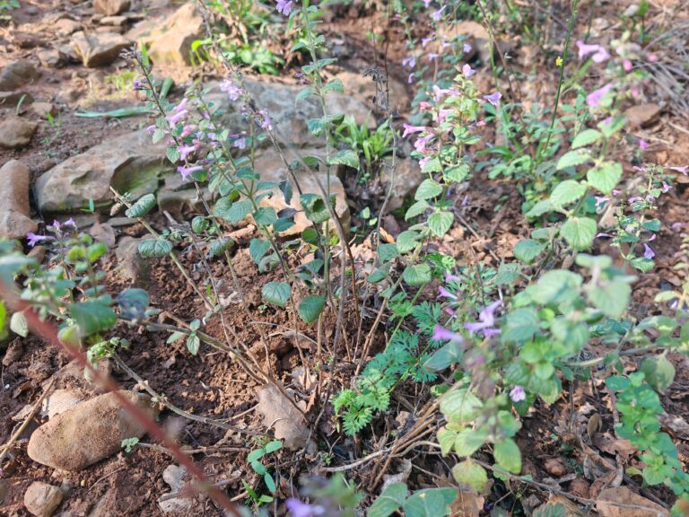 Clinopodium nepeta subsp sylvaticum calament a feuilles de menthe plante entiere