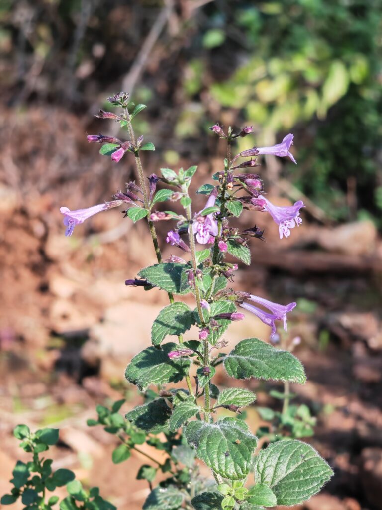 Clinopodium nepeta subsp sylvaticum calament a feuilles de menthe sommite fleurie