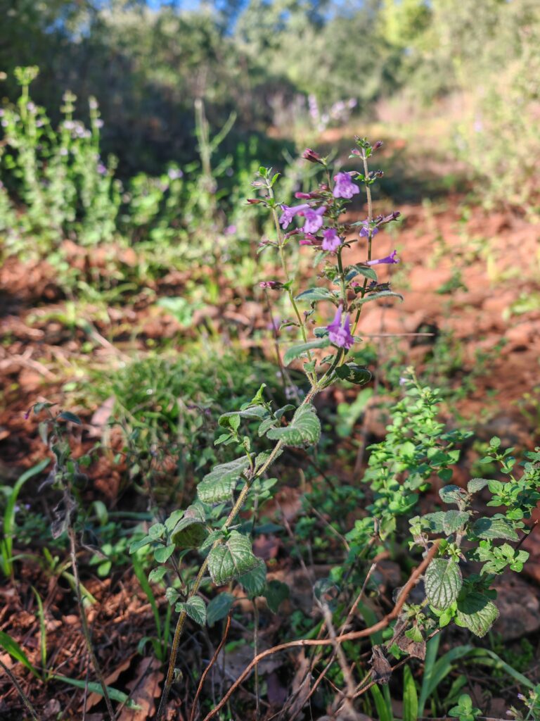Clinopodium nepeta subsp sylvaticum calament a feuilles de menthe tige