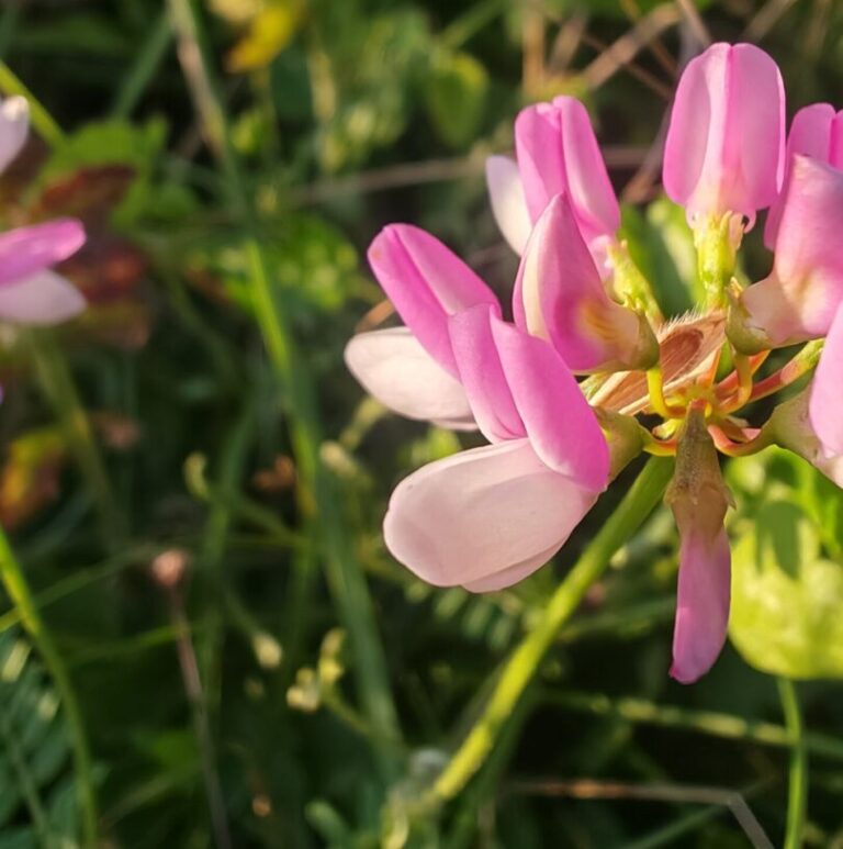 Coronilla varia coronille bigarree fleurs