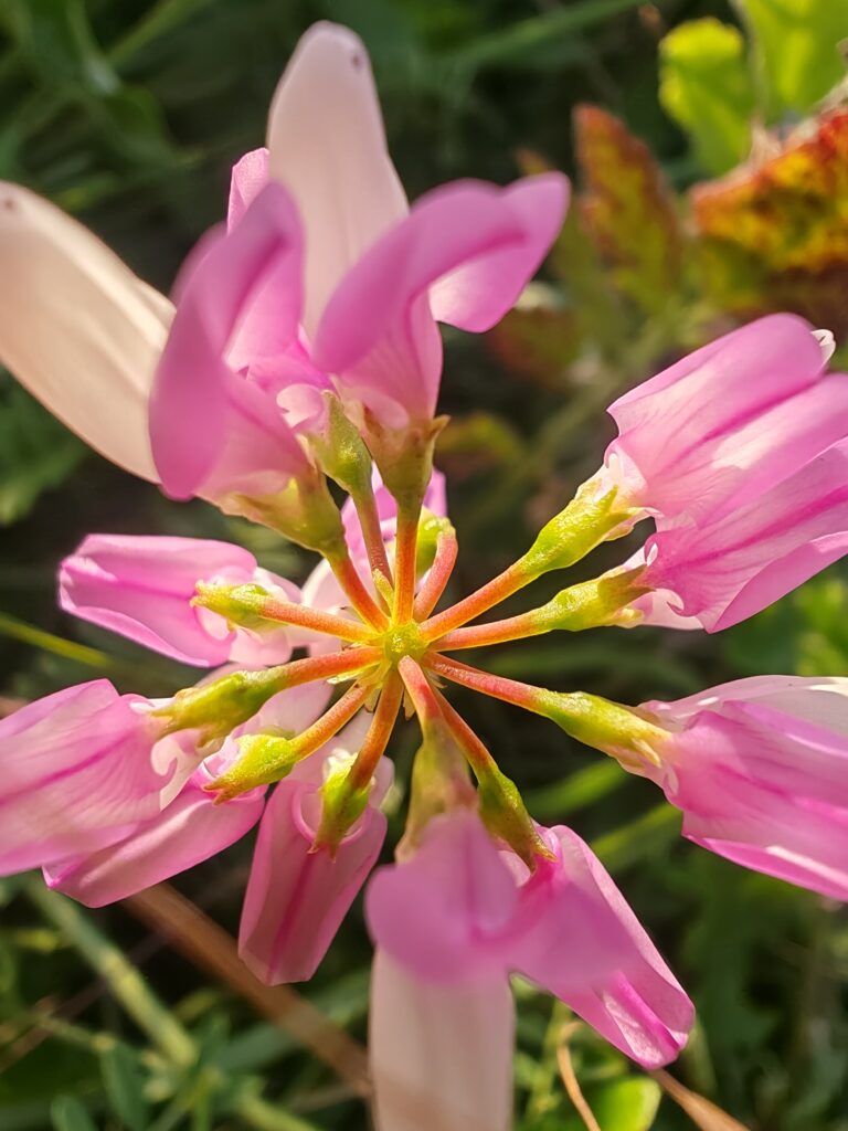 Coronilla varia coronille bigarree sepales