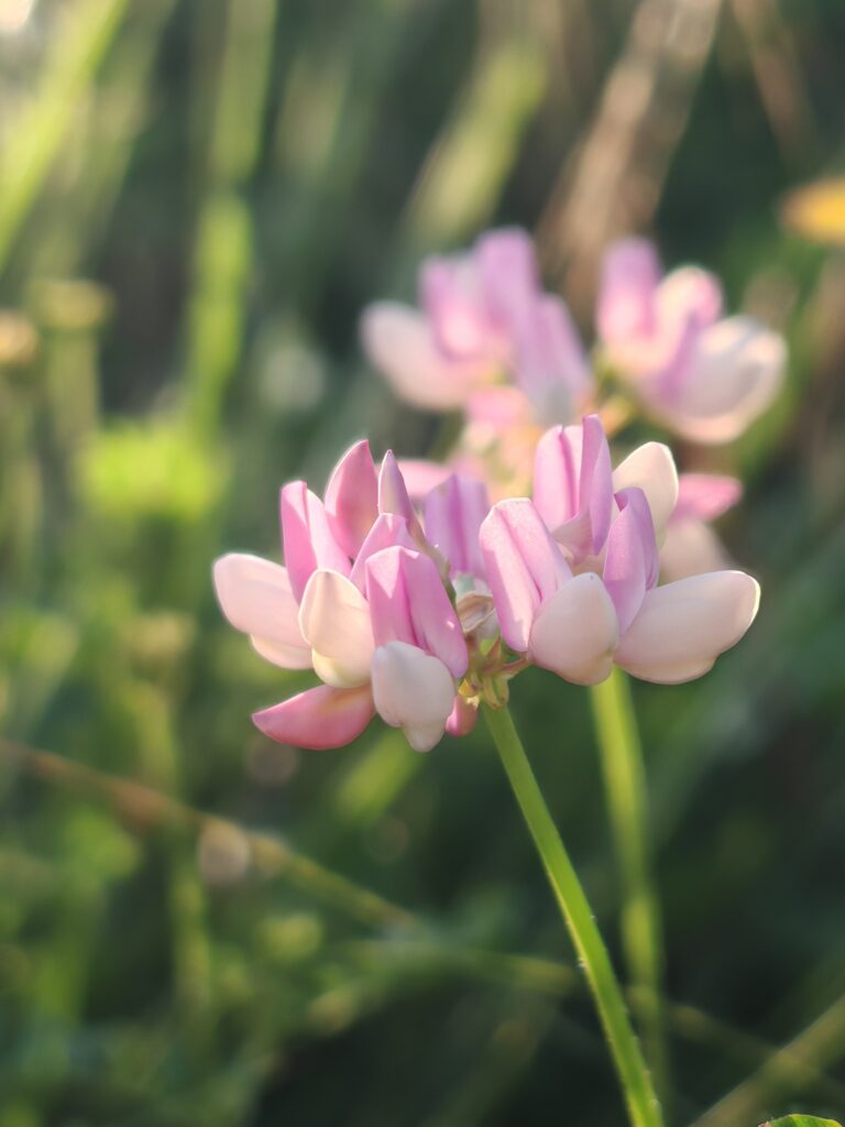 Coronilla varia coronille bigarree sommite fleurie