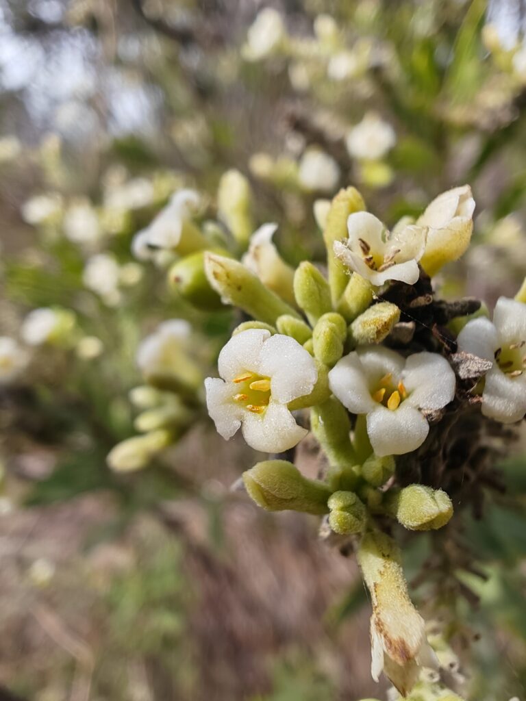 Daphne gnidium daphne garou fleur