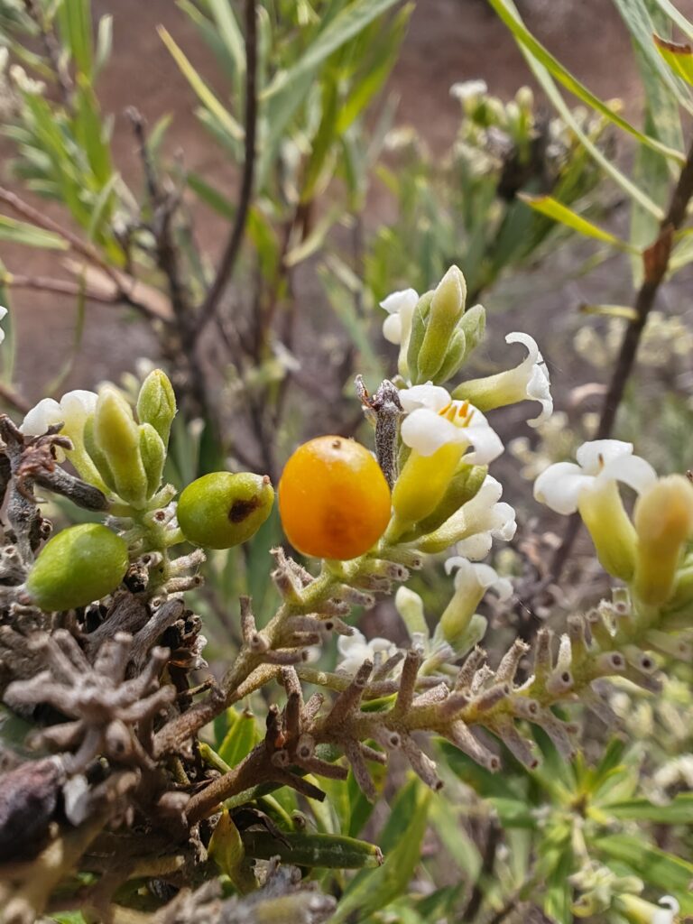 Daphne gnidium daphne garou fruit