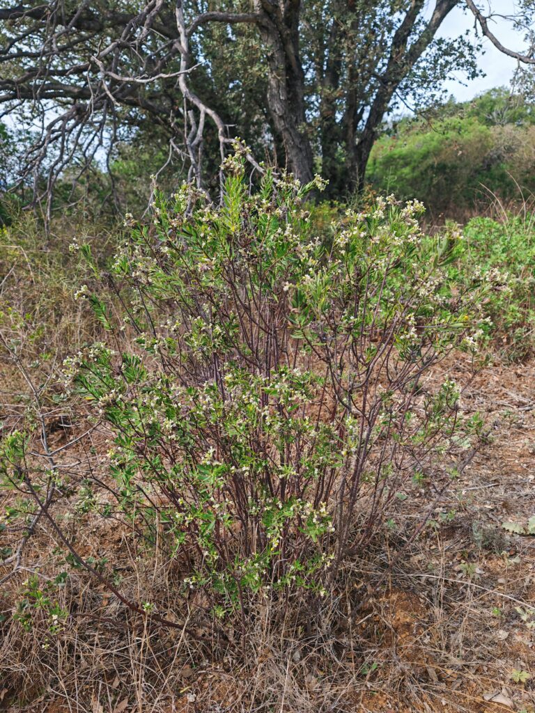 Daphne gnidium daphne garou plante entiere