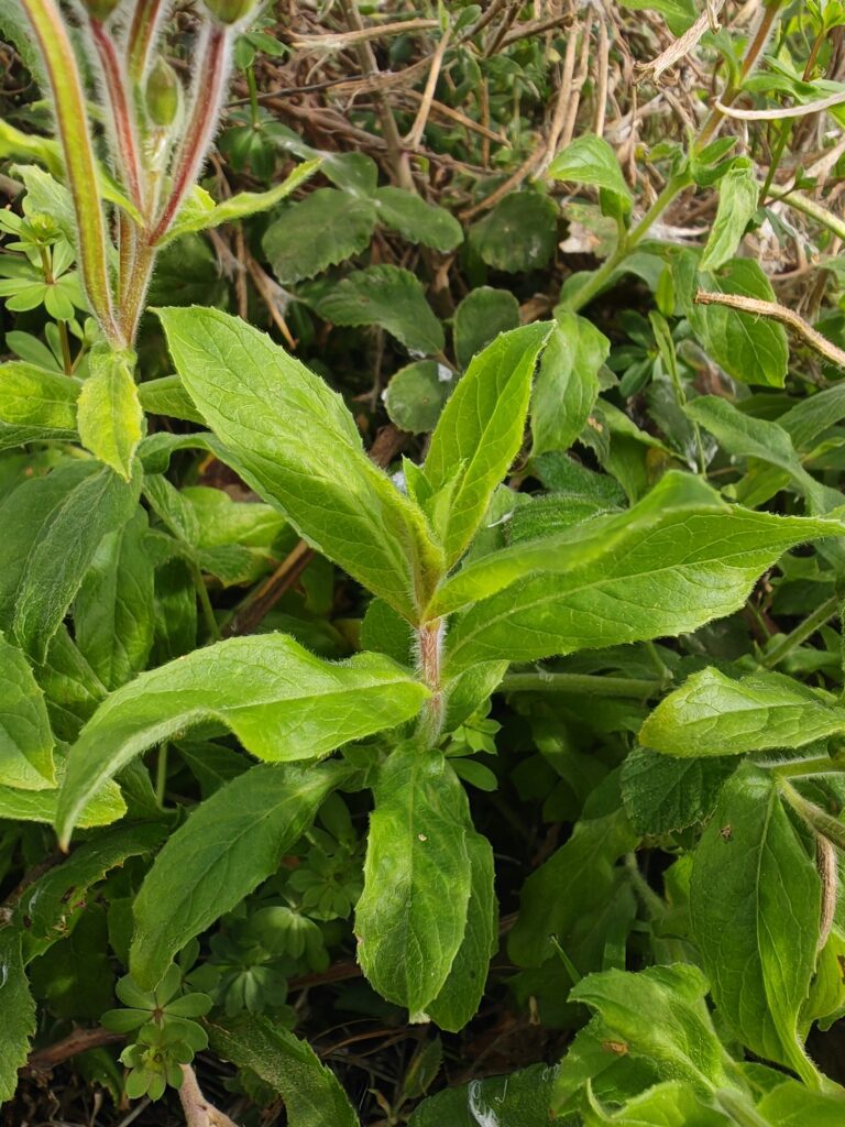 Epilobium hirsutum epilobe herisse feuilles
