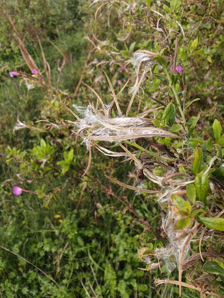 Epilobium hirsutum epilobe herisse fruits