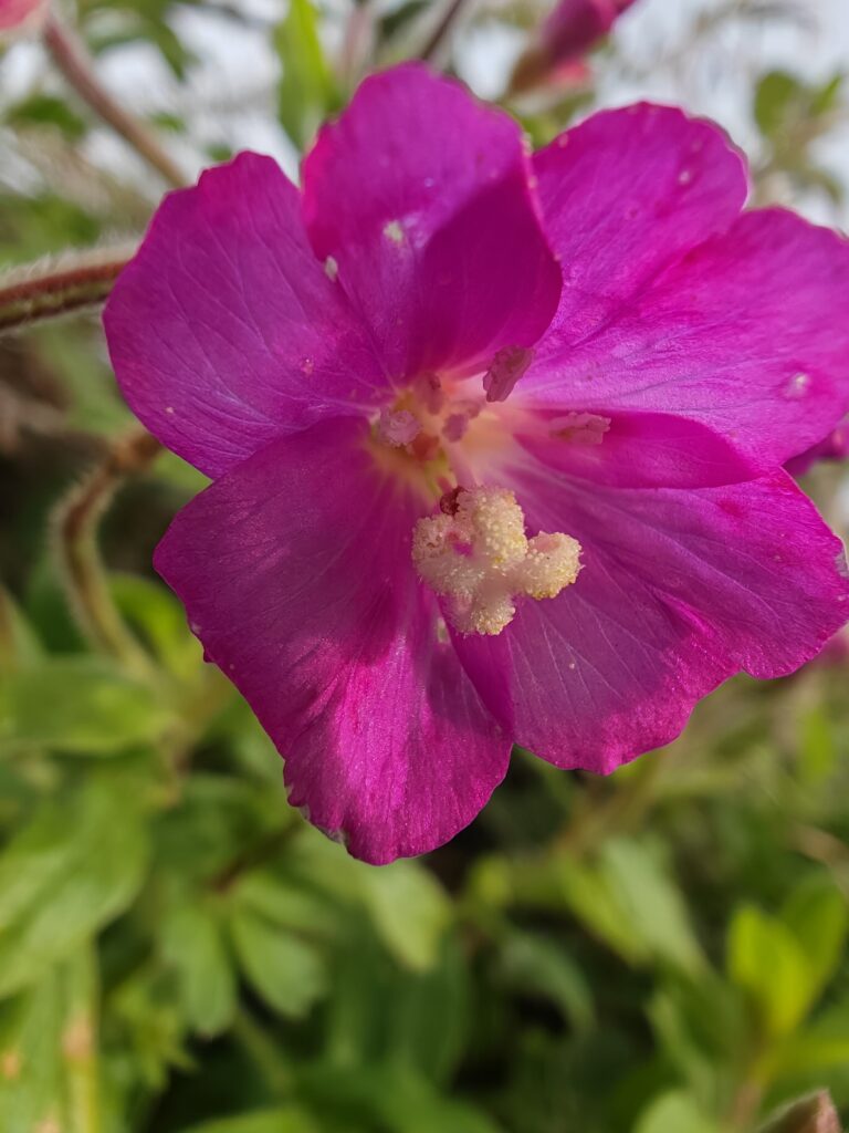 Epilobium hirsutum epilobe herisse macro fleur