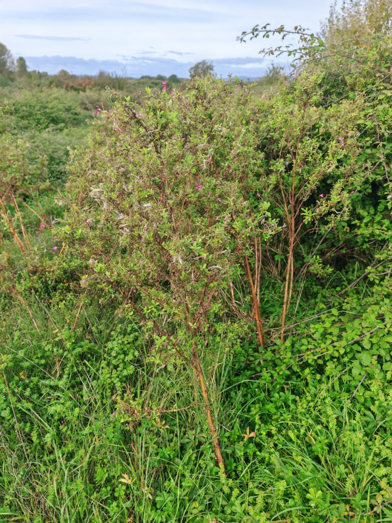 Epilobium hirsutum epilobe herisse plante entiere