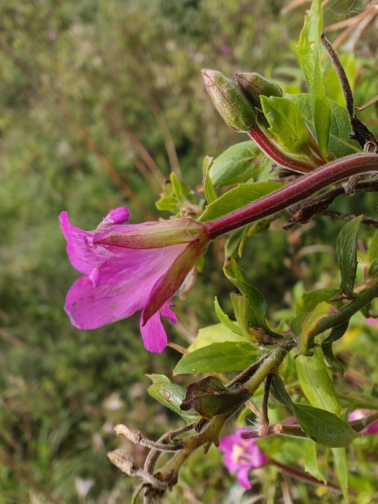 Epilobium hirsutum epilobe herisse sepales