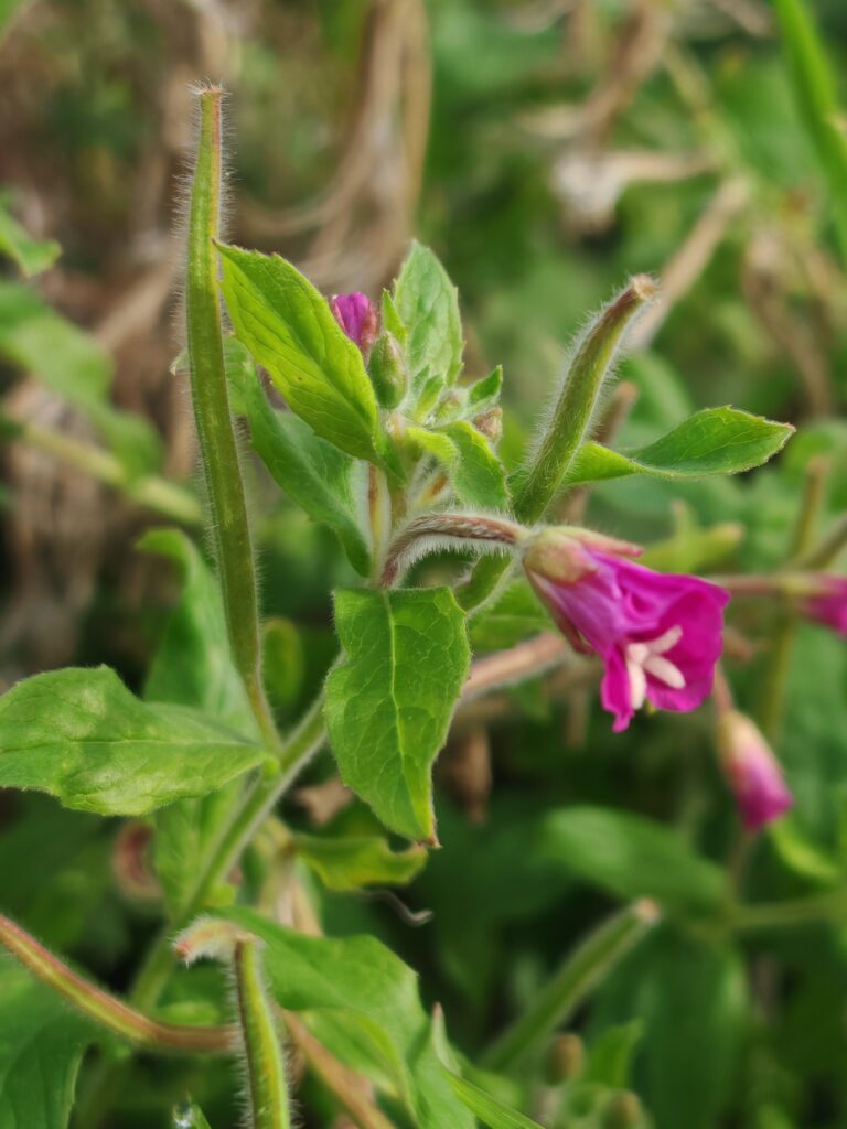 Epilobium hirsutum epilobe herisse sommite fleurie