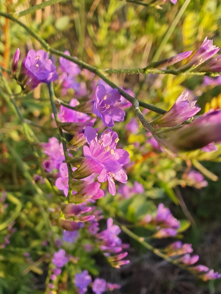 Limonium narbonense statice de Narbonne fleur