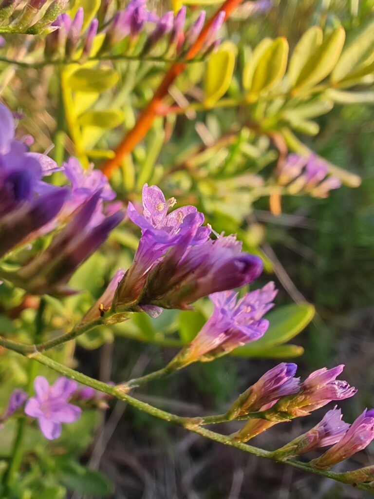 Limonium narbonense statice de Narbonne sepales