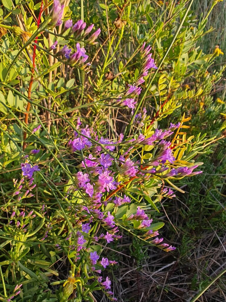 Limonium narbonense statice de Narbonne sommite fleurie