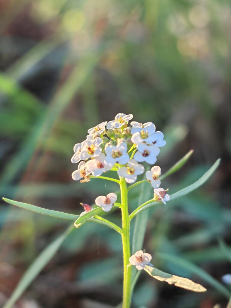 Lobularia maritima lobulaire maritime feuilles