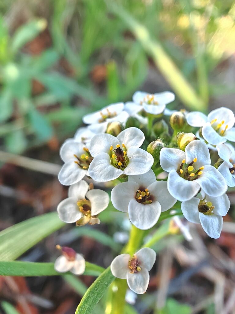 Lobularia maritima lobulaire maritime fleurs meliferes