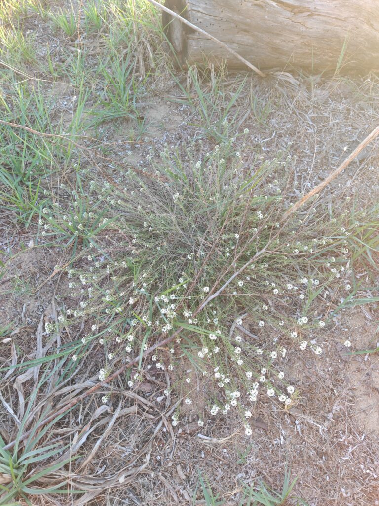 Lobularia maritima lobulaire maritime plante entiere