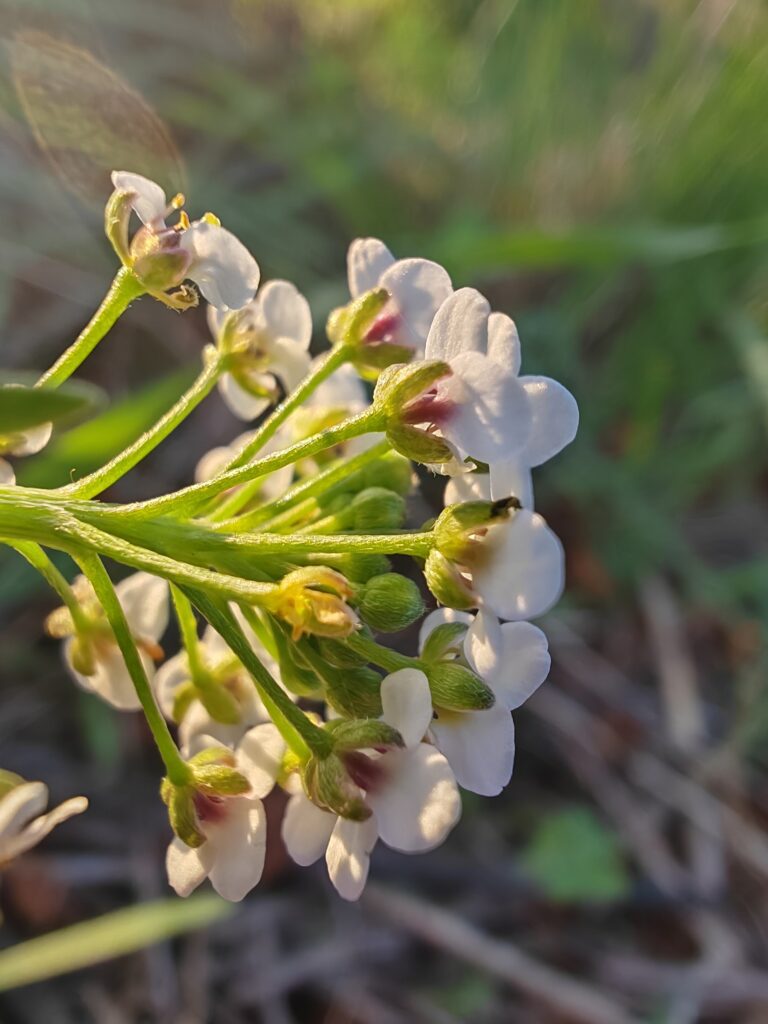 Lobularia maritima lobulaire maritime sepales