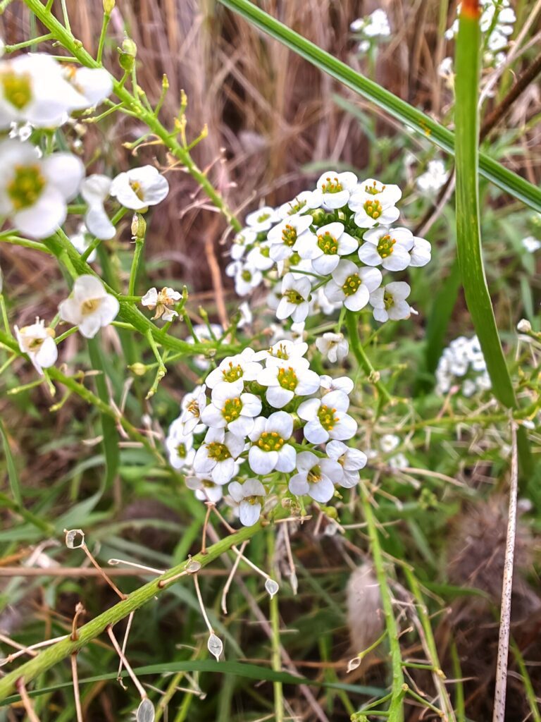 Lobularia maritima lobulaire maritime sommites fleuries