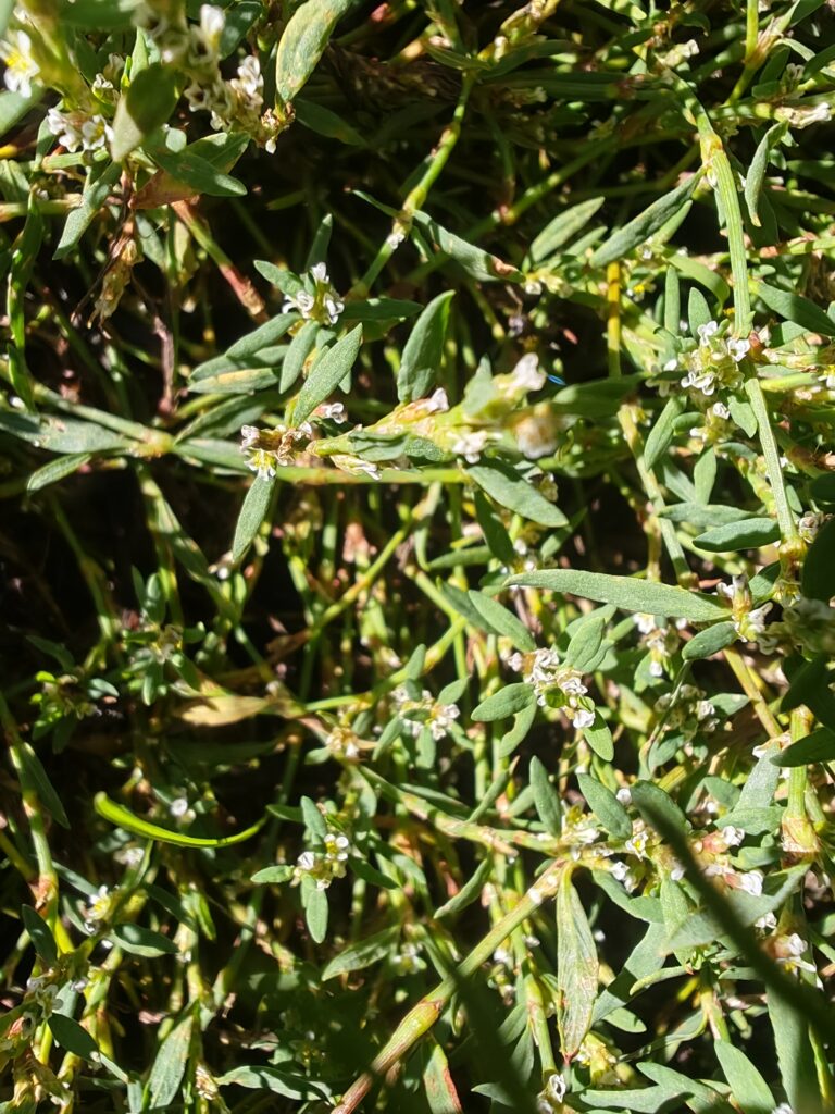 Polygonum aviculare renouee des oiseaux feuilles