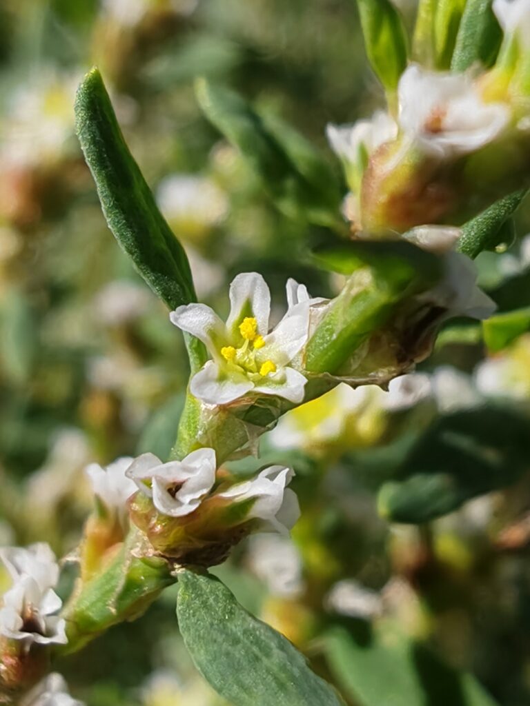 Polygonum aviculare renouee des oiseaux fleur