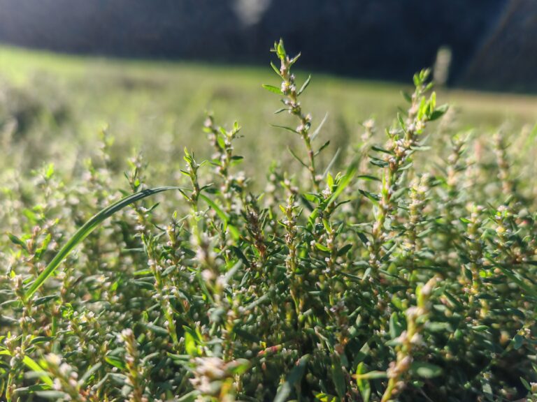 Polygonum aviculare renouee des oiseaux plante entiere