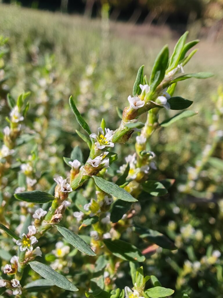 Polygonum aviculare renouee des oiseaux sommite fleurie