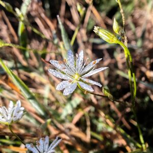Stellaire graminée