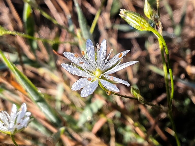 Stellaire graminée