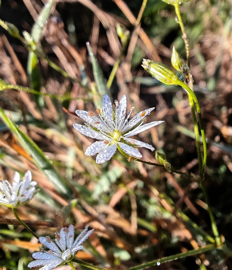 Stellaria graminea stellaire graminee fleur