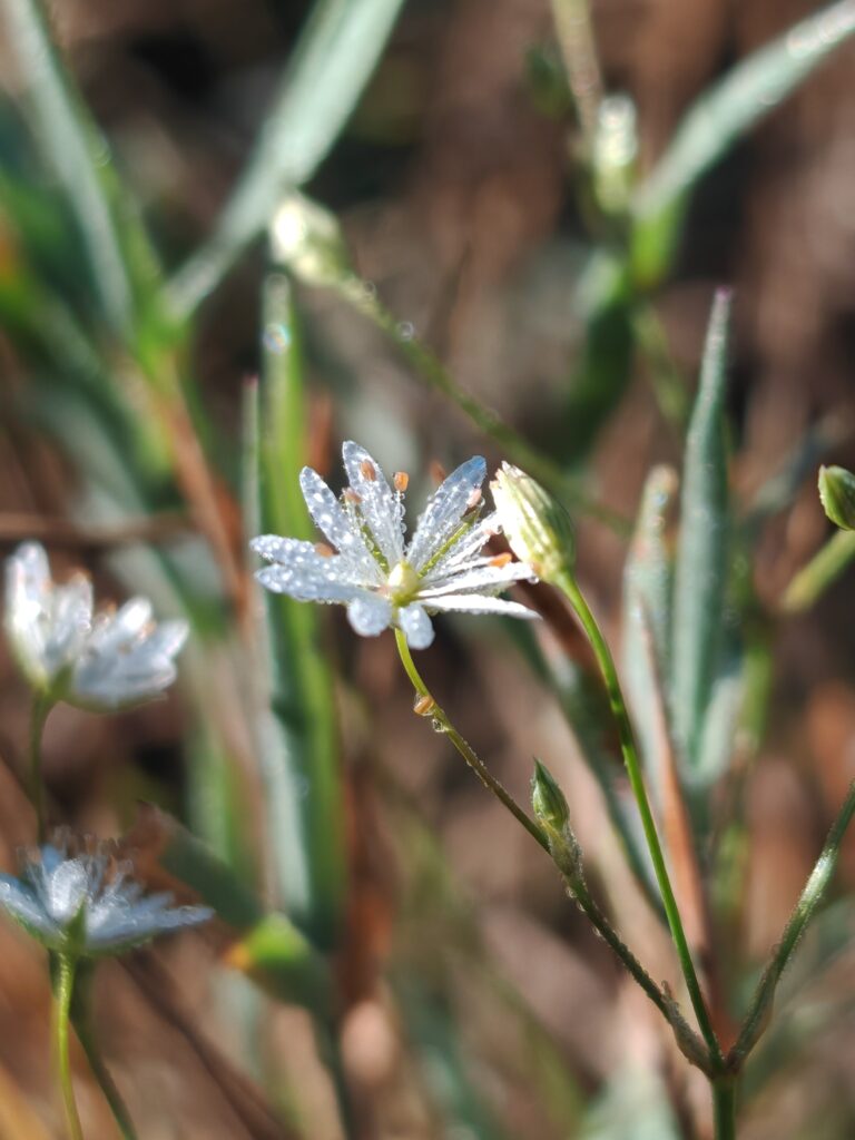 Stellaria graminea stellaire graminee fleur sous la rosee