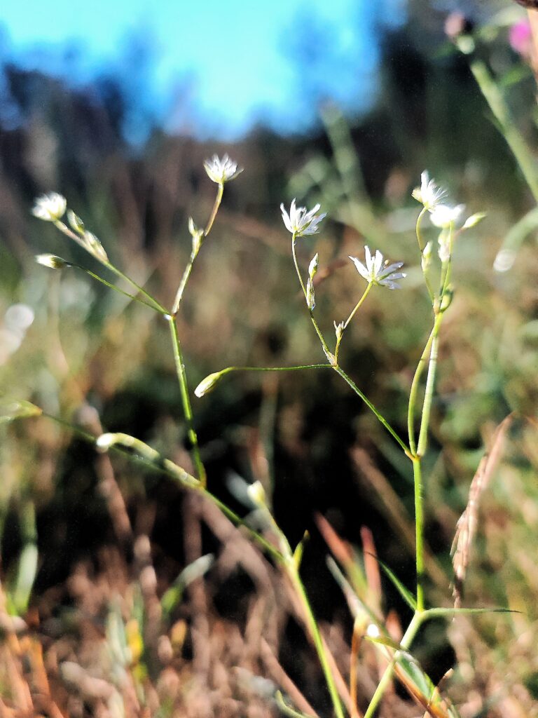 Stellaria graminea stellaire graminee sommite fleurie