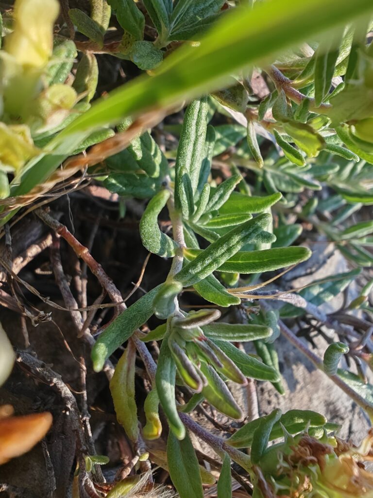 Teucrium montanum germandree des montagnes feuilles
