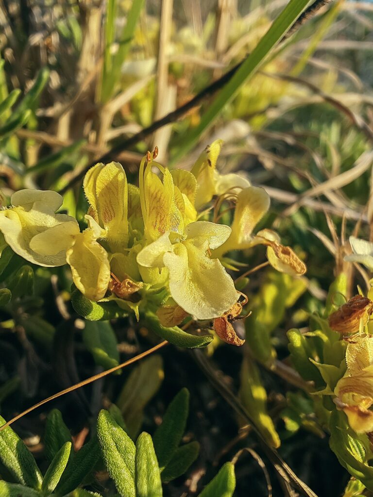 Teucrium montanum germandree des montagnes fleurs