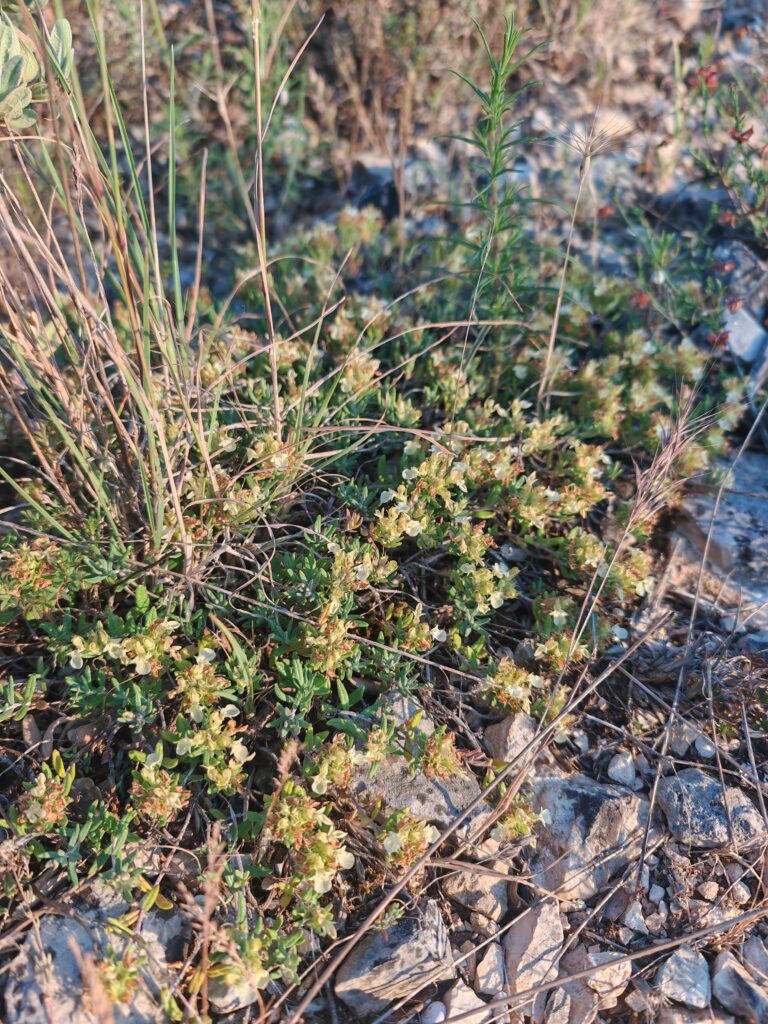 Teucrium montanum germandree des montagnes plante entiere