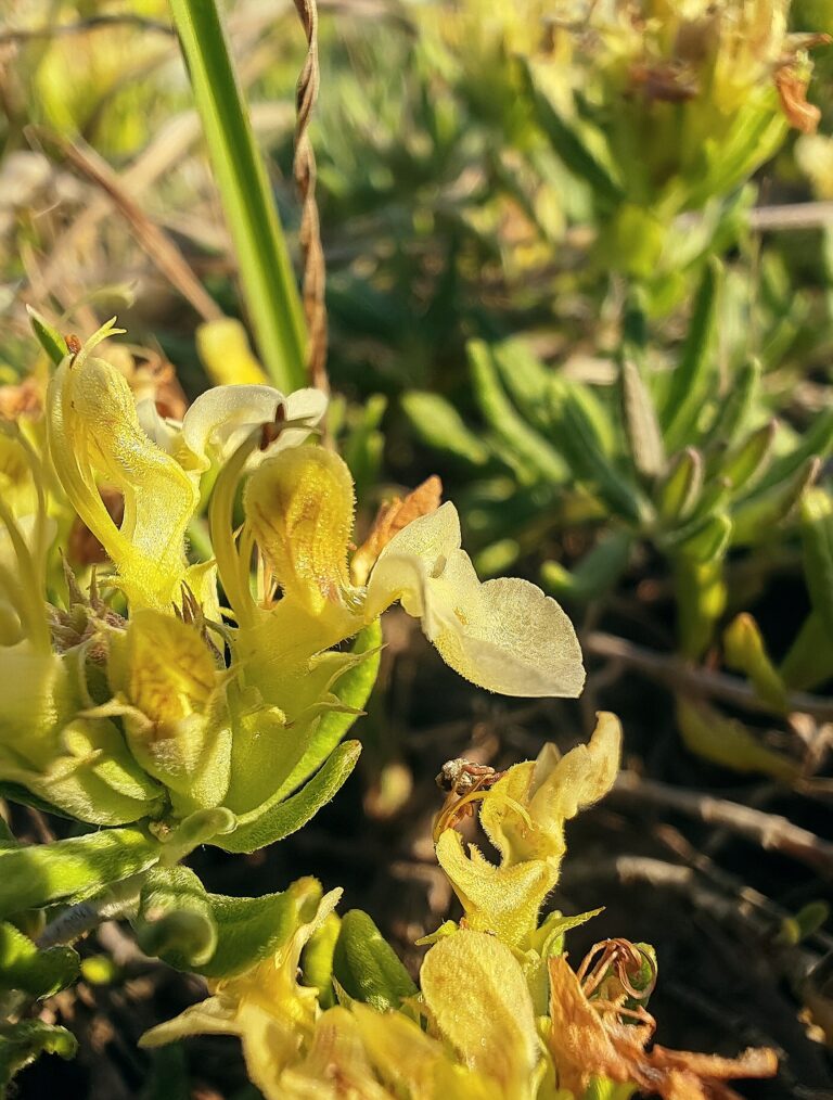 Teucrium montanum germandree des montagnes sepales