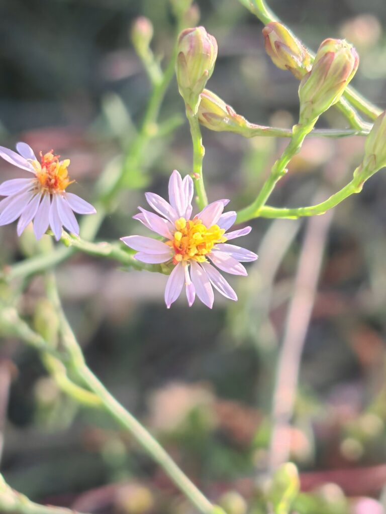 Tripolium pannonicum aster maritime fleur